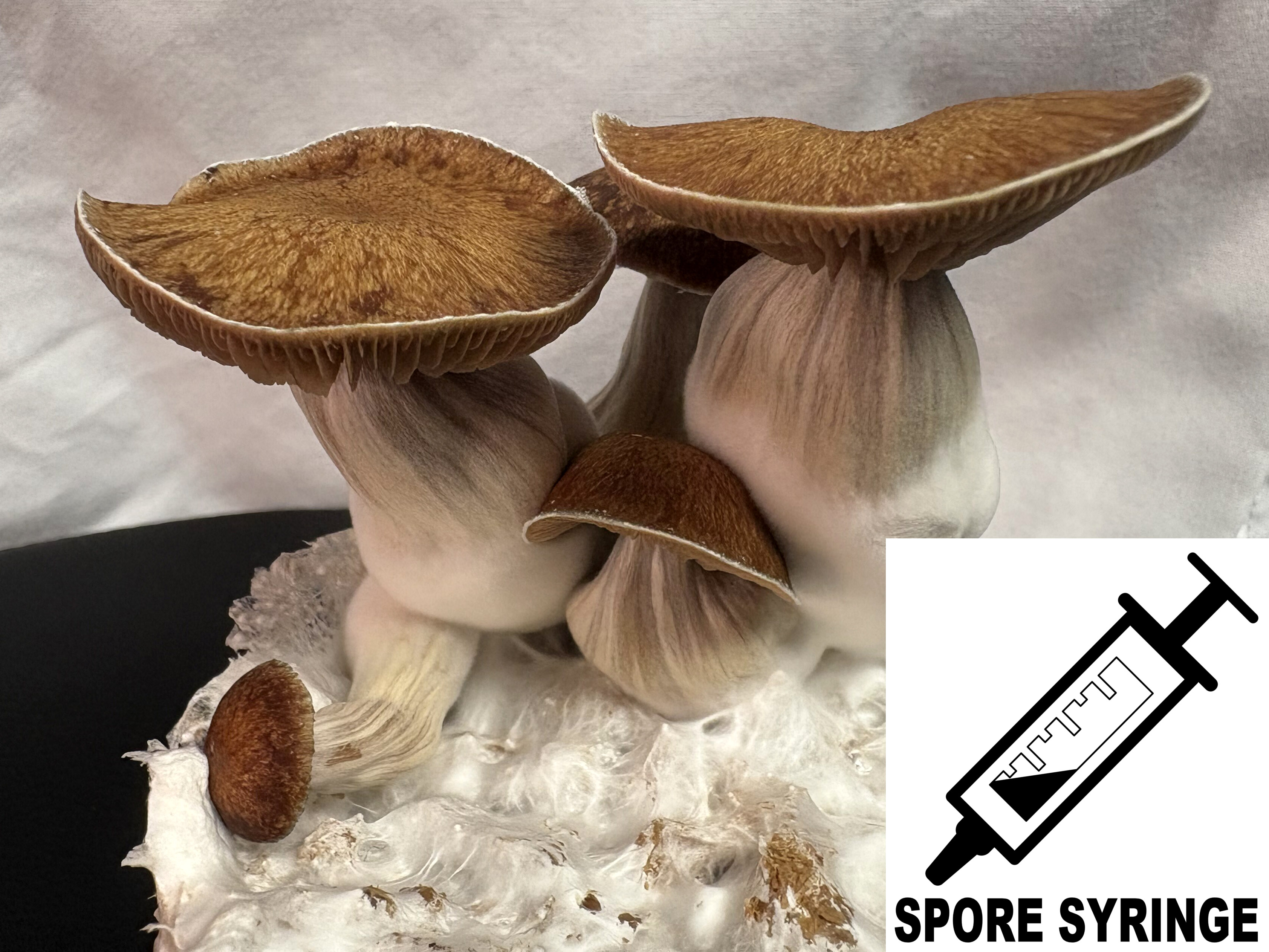 MONTHLY FEATURE: Psilocybe cubensis : Z Strain Spore Syringe